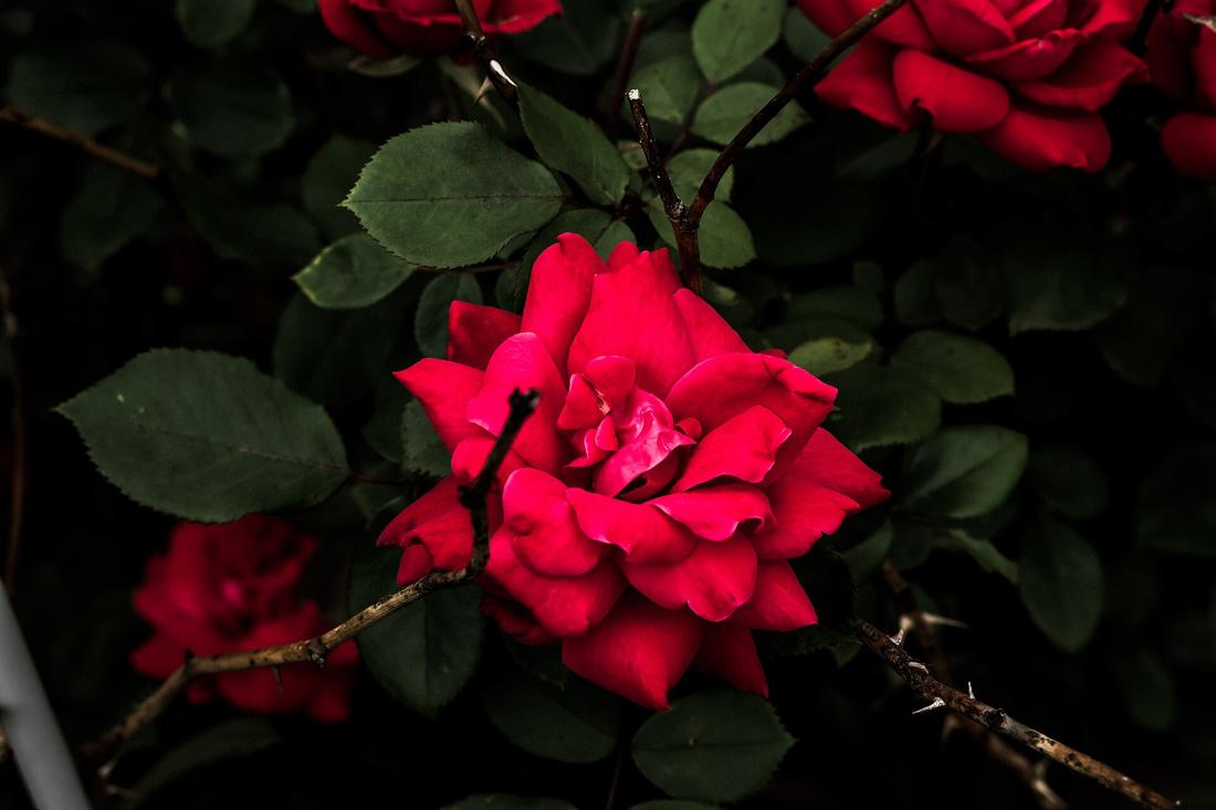 月季 · 花后修剪的三个位置