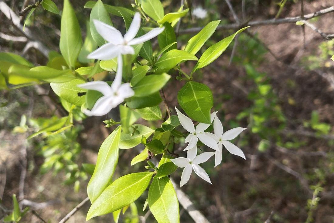 茉莉 · 从徒长到开满一茬